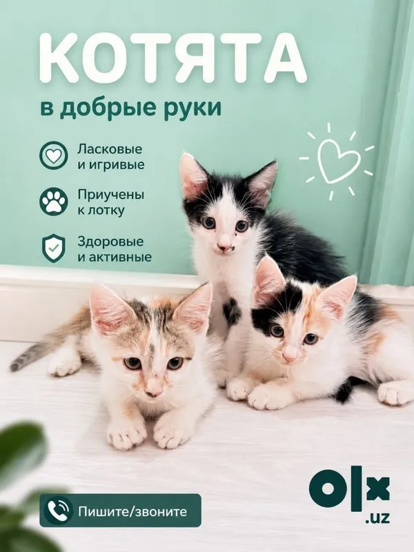 Отдам 3 котят в хорошие руки 1 Отдам 3 котят в хорошие руки 1