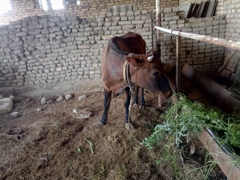 Gunojin sotiladi — фото 7