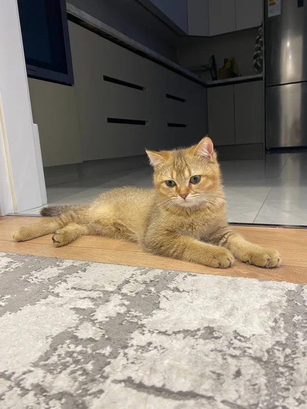 Котёнок 3 Котёнок 3