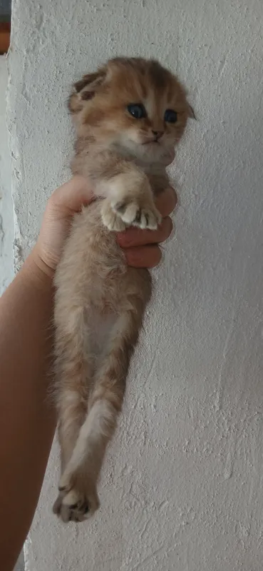 скотиш фолд котёнок 1 скотиш фолд котёнок 1