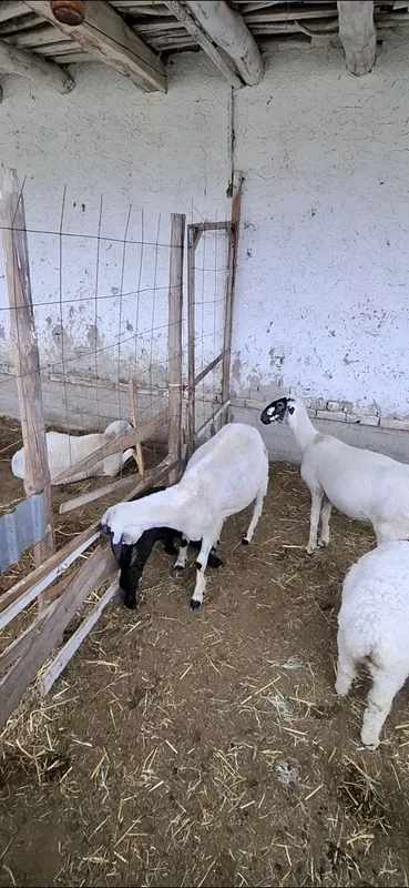 Qora quloq hisori ona-bola qo‘ylar — фото 2
