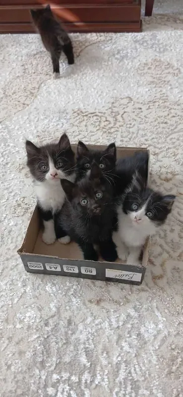 Отдам даром котят