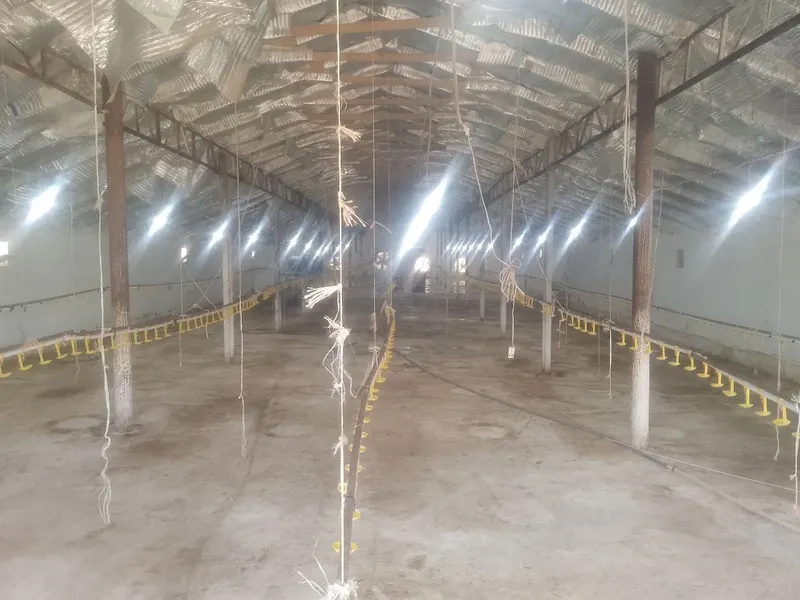 Broller Tovuq boqish uchun Tovuq hona Ijaraga beriladi — фото 2