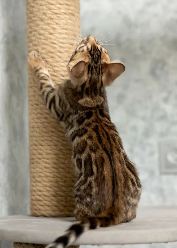 Клубный бенгальский котенок 6 Клубный бенгальский котенок 6