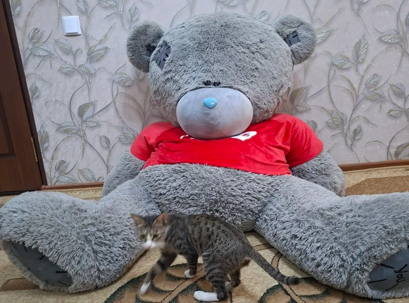Teddy ayiq 8kgli chiroyli va yaxshi ko‘rinishda — фото 2