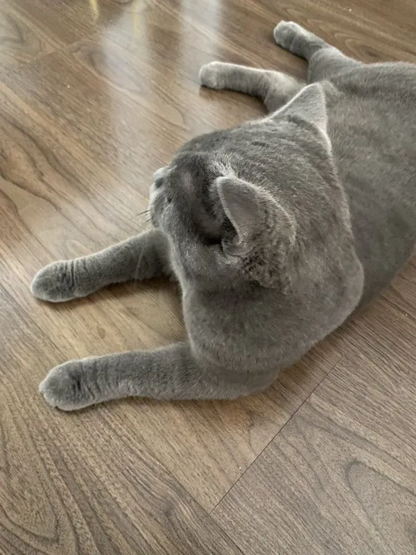 Вязка кошак, мушук чатиштириш 1