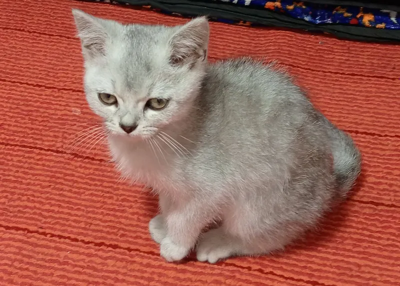 Продаётся котёнок, 2 месяца 2
