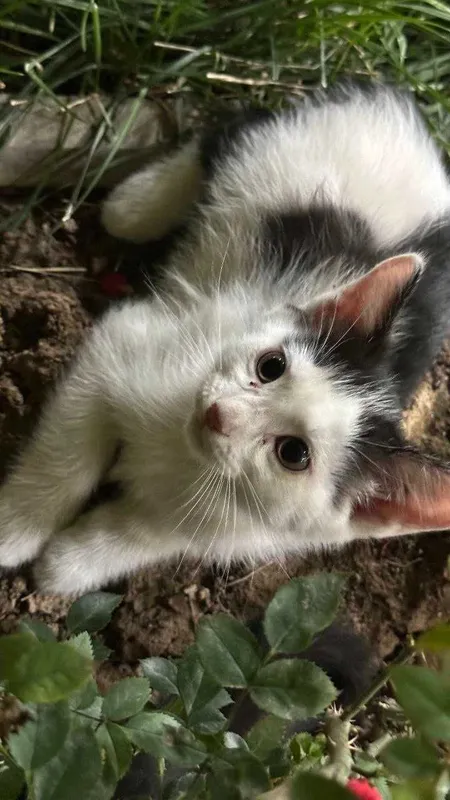 Котята. Mushukchalar 3