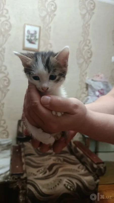 Продаем котят парода Американский керл 4 Продаем котят парода Американский керл 4