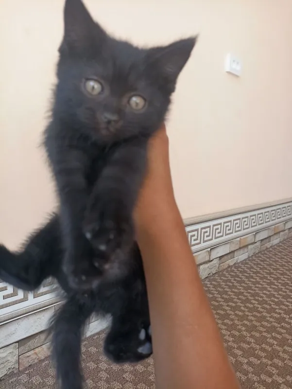 Котята 4 штуки чистокровные — фото 2