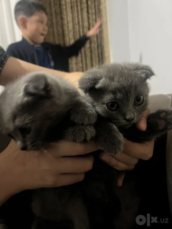 Шотландский кошки 4 Шотландский кошки 4