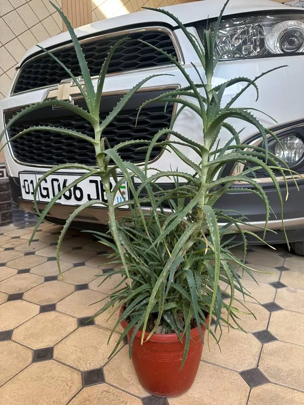 Aloe gul aloe gul