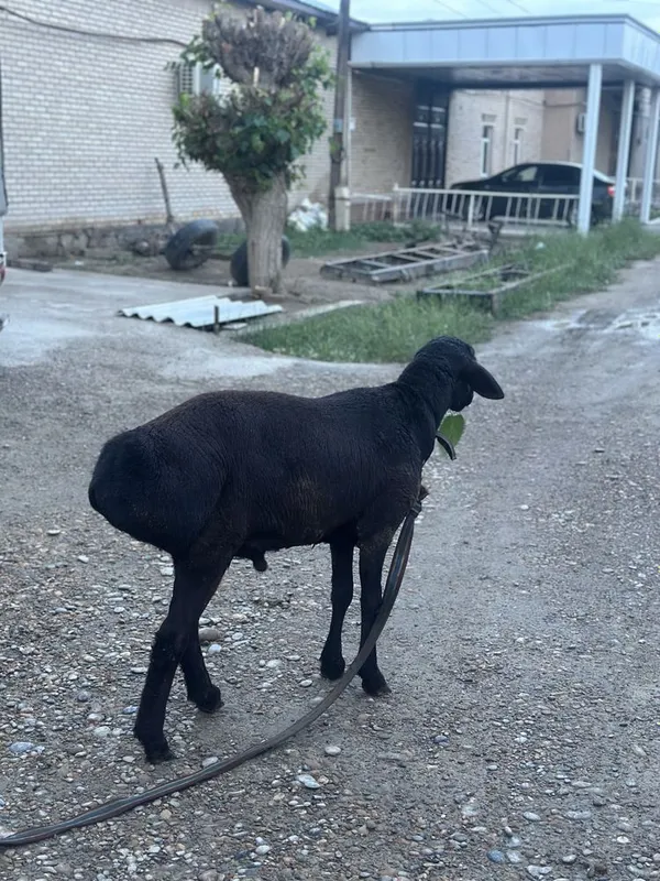 quchqorlar sotiladi