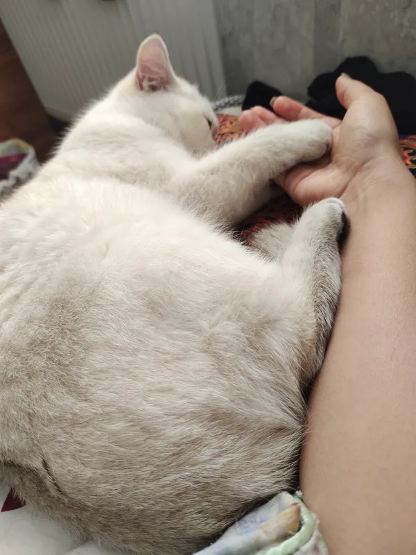 продаётся кошка серебристая шиншилла — фото 5
