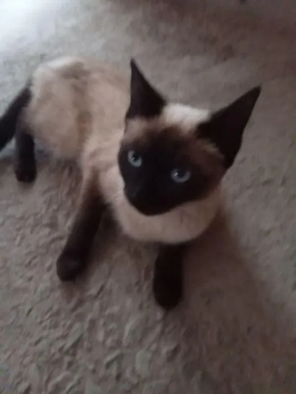 СИАМСКАЯ КОШКА