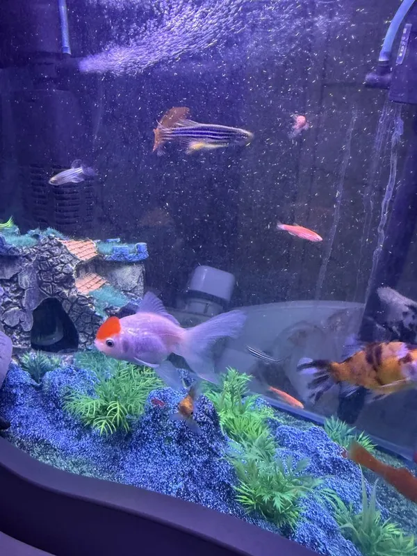 Akvarium baliqlari bilan birga Аквариум 2
