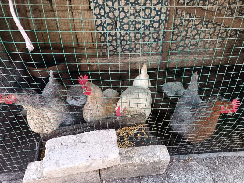Damawniy tovuqlar 4ta