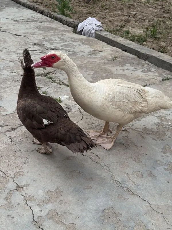 Indutkalar sotiladi hamyon bop narxlarda
