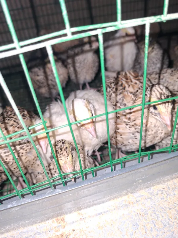 продаю перепелок золотистый манжур,японский породы