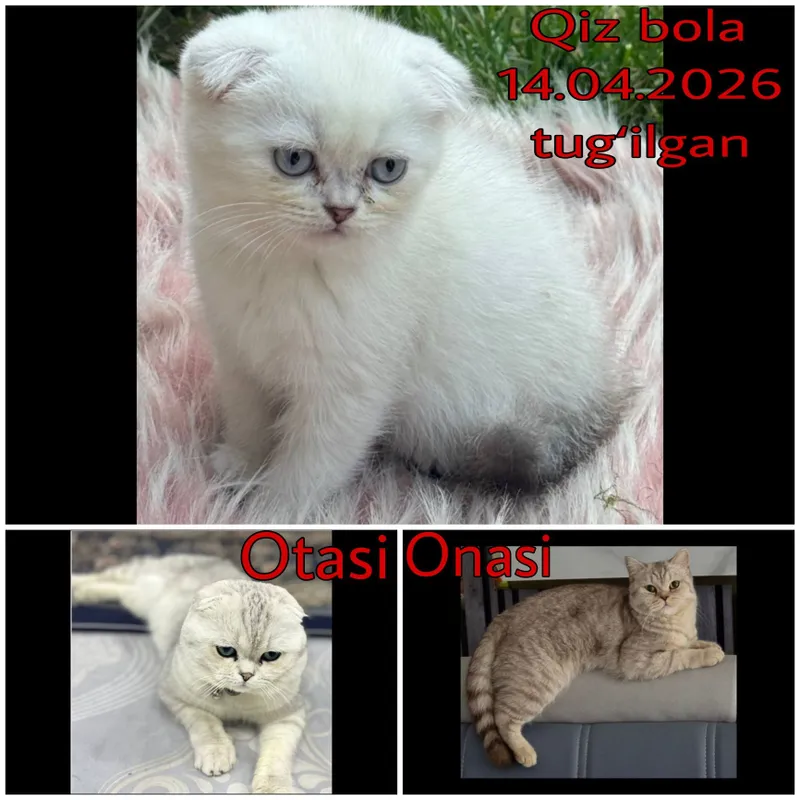 Скоттиш фолд, Скоттиш страйт 2 Скоттиш фолд, Скоттиш страйт 2