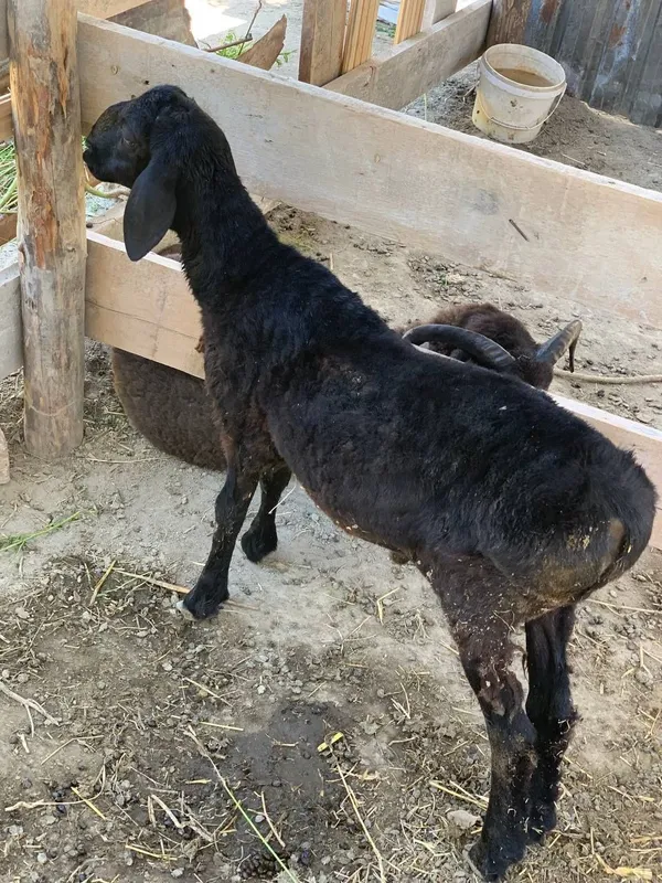 Qazoqi barra 4 oylik 4 Qazoqi barra 4 oylik 4