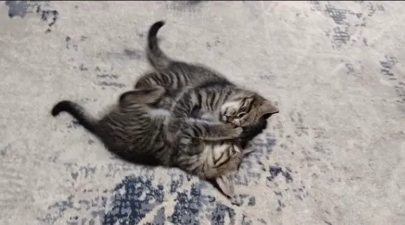 Котята братик и сестричка 5 Котята братик и сестричка 5