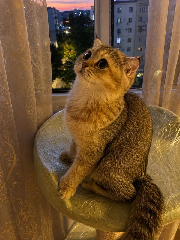 Продаётся котенок Золотая Шиншилла Девочка!!! 4