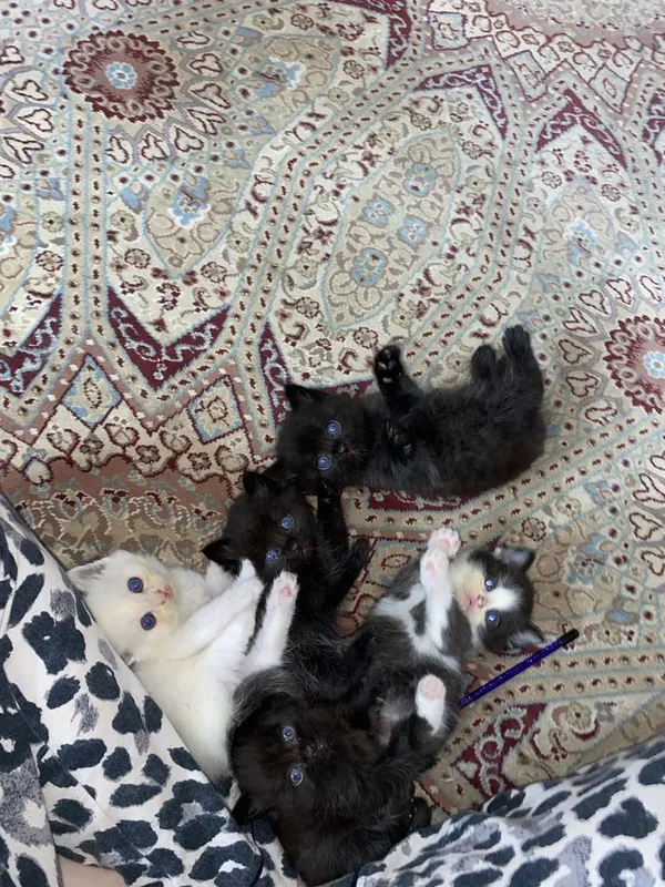 Продаются котята! По самым низким ценам! Продаются котята! По самым низким ценам!