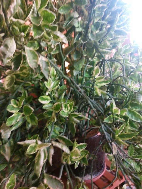 Продаётся цветок Продаётся цветок