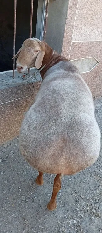 Кучкор сотилади 3