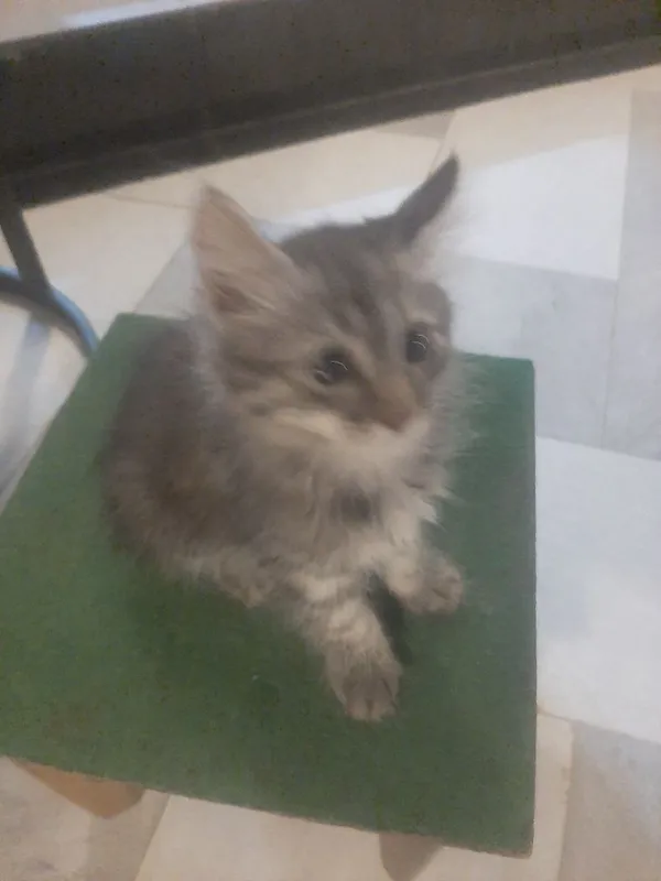 котёнок 2 месяца