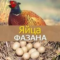 Кавказ қирговул тухуми сотилади, донаси 20.000 сўм.