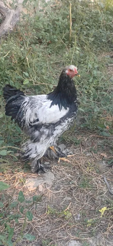 Barama xorozlar sotiladi 2 Barama xorozlar sotiladi 2