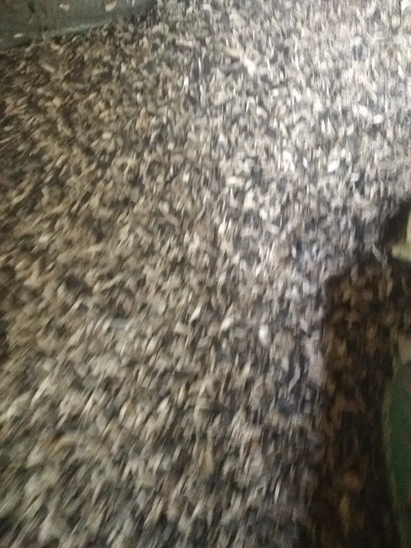 Semichka athod 100ta qop optom narxda 2