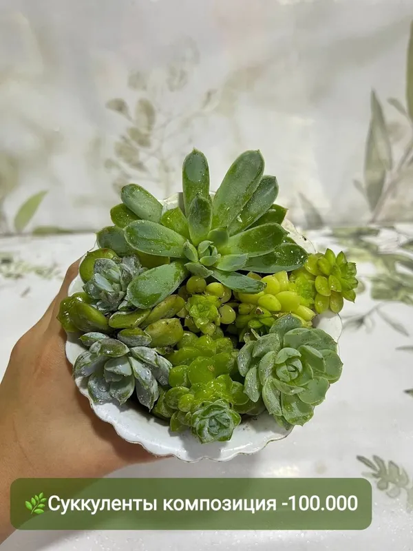 Суккуленты и кактусы