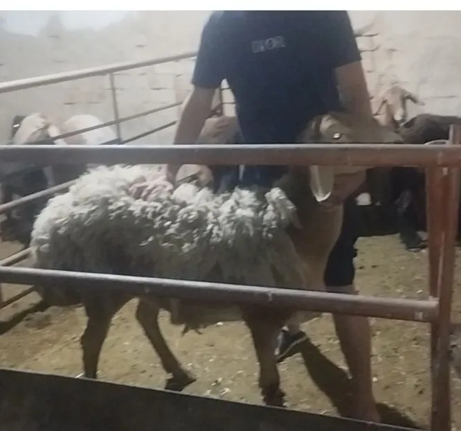 edilbay soliq qoʻy sotiladi 2