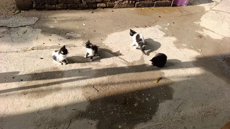 Мушукни болалари бирворилади текинга принтер чорсуги атрофида — фото 1