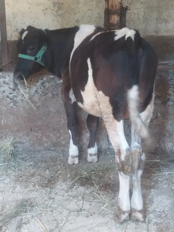 Hukizcha chista chimkentiski sotiladi 2