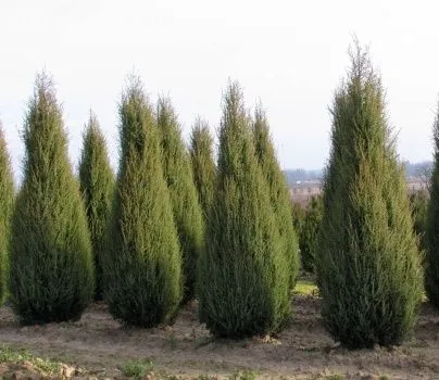 Archa ko'chat va daraxtlat