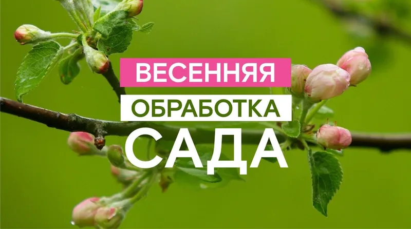 Обработка деревьев тля от всех болезней. Ширага карши дорилаш ишончлик