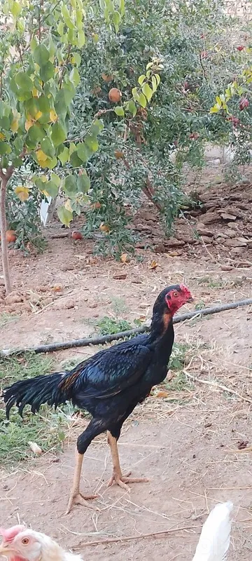 Dakan xoʻroz sotiladi 2 Dakan xoʻroz sotiladi 2