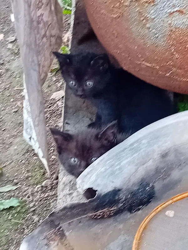 Отдадим котят бесплатно в добрые руки.