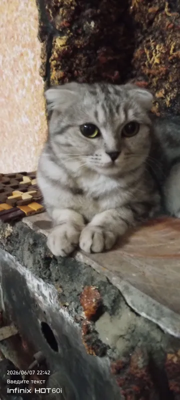Parodali muwuk Skotiw Fold