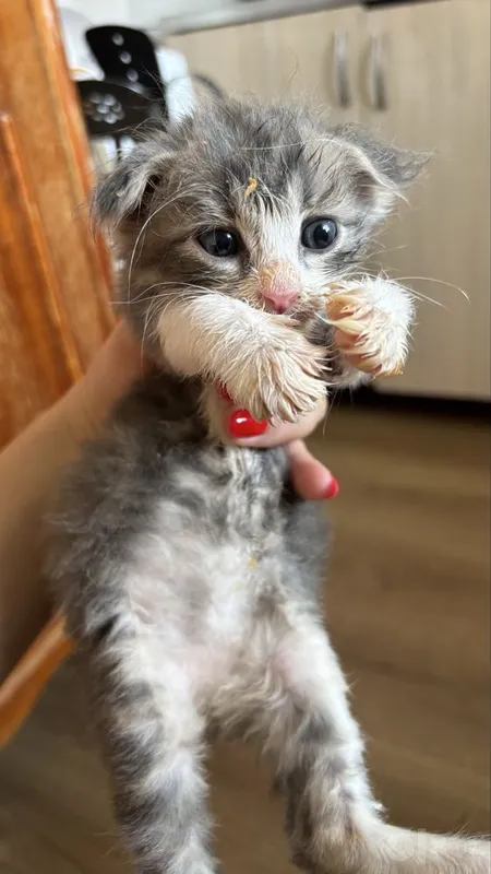 Шотландская вислоуха мальчик 3 Шотландская вислоуха мальчик 3