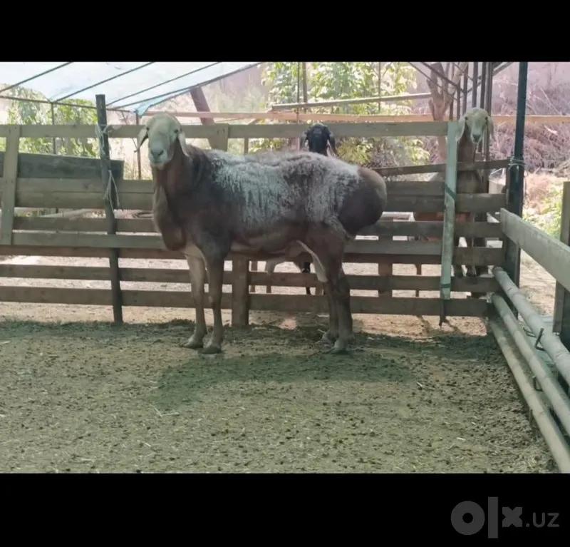 Arashan qochqor tozasidan sotiladi 4