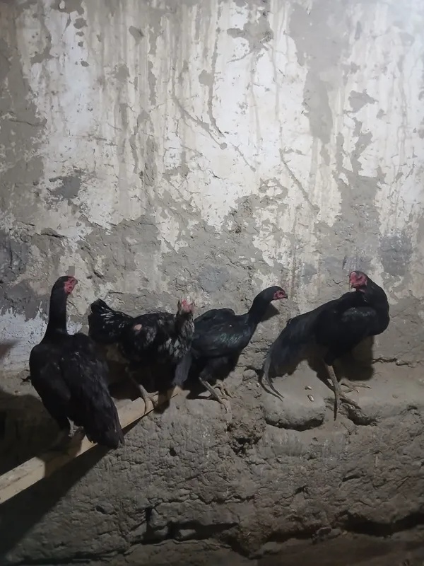 Kulangi xo'roz 3 ta mokioni bilan sotiladi — фото 1