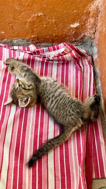 котенок бесплатно — фото 1