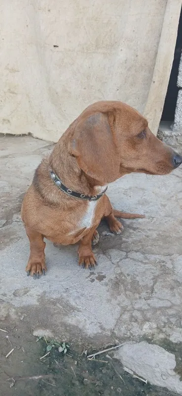 Taksa ovchi kuchuk