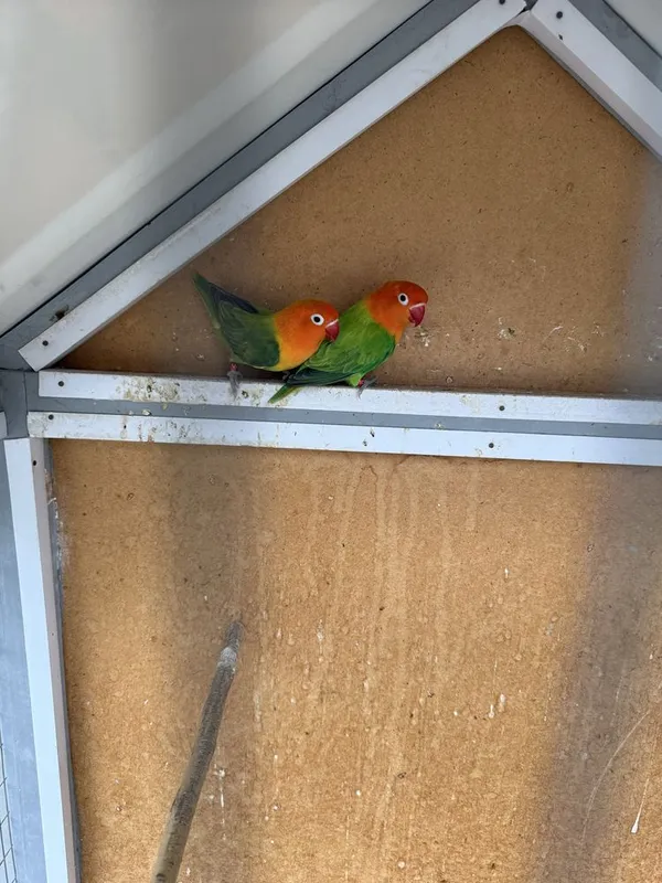 Green apaline sotiladi