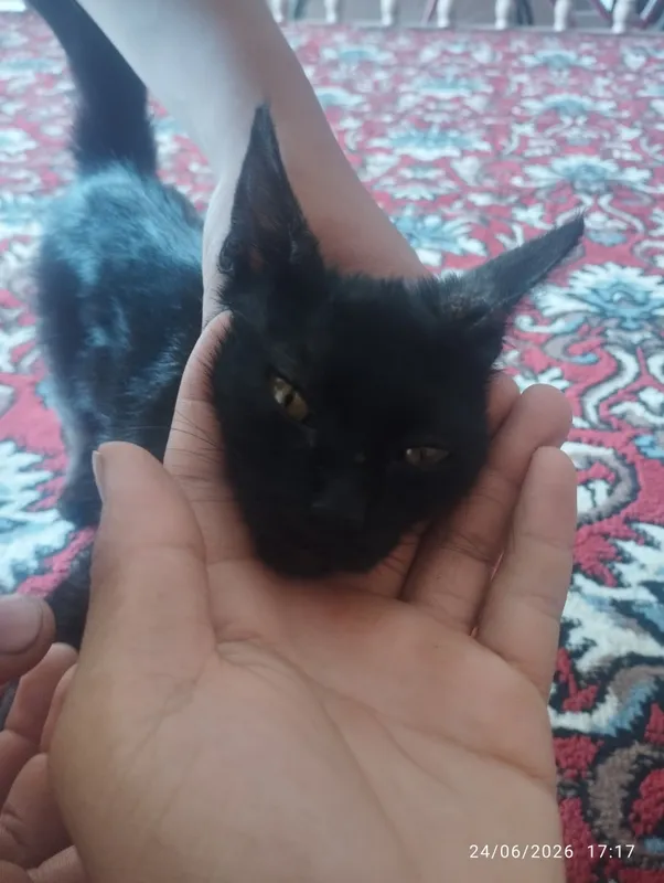zottor qora mushuk